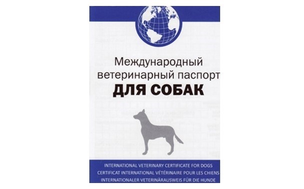 Как получить сертификат РКФ без документов