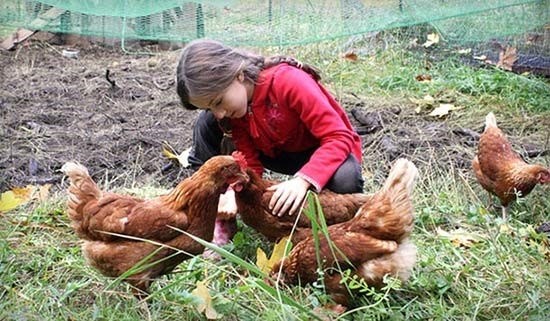 Дети любят ухаживать за цыплятами