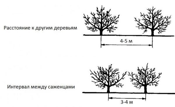 Посадка яблонь рядом с другими деревьями