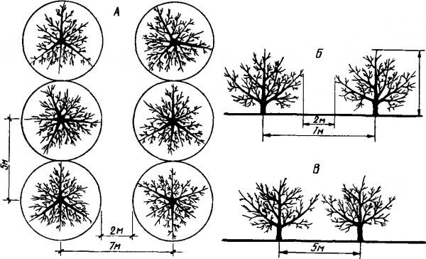 Схема посадки среднерослых яблонь