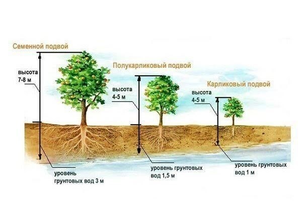 Уровень грунтовых вод&lt; Span&gt; Вторым фактором, влияющим на здоровье и плодоношение яблонь, является уровень грунтовых вод на участке. Выбор сорта зависит от его высоты. Из-за глубоких корней сильного роста грунтовые воды не могут находиться выше 3 метров над поверхностью. Если вода находится на 1 метр ниже поверхности почвы, то достаточно будет сорта «военная звезда».